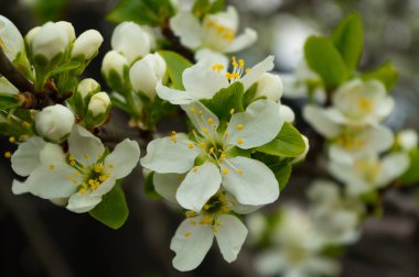 Çiçek açan meyve ağacı. Kiraz çiçeklerinin yakın plan görüntüsü.