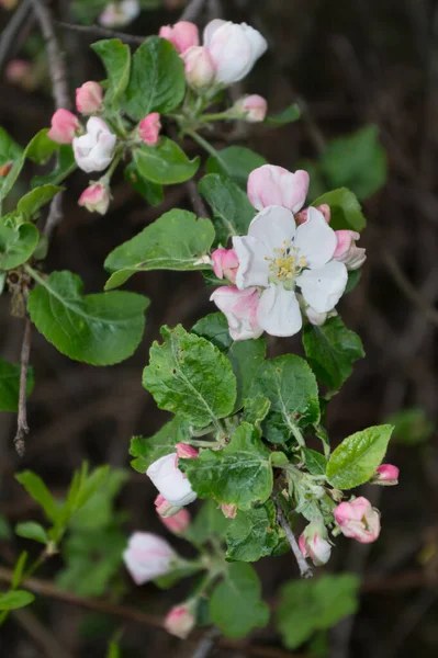 Blooming Fruit Tree Close View Apple Tree Blossom — Stockfoto