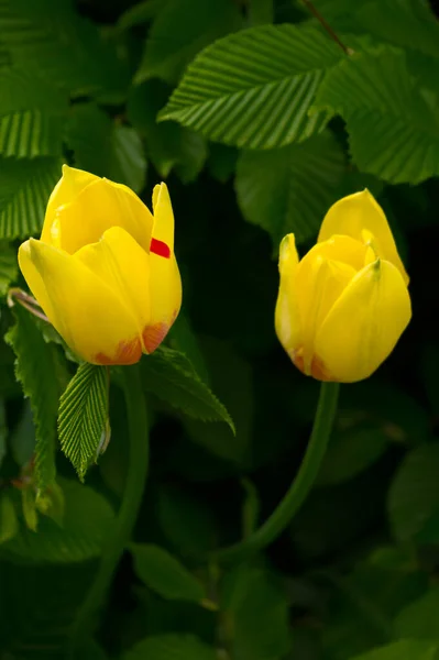 Una Popolare Pianta Decorativa Chiamata Tulip Nome Latino Tulipa — Foto Stock