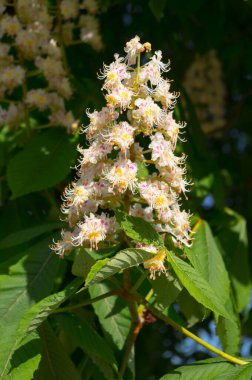 Kestane ağacı baharda çiçek açar. Kestane çiçeklerinin yakın plan görüntüsü.