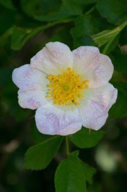 Gül kalça çiçeğinin yakın plan görüntüsü. Bu çalılığın meyve ve çiçeklerinin iyileştirici etkileri var..