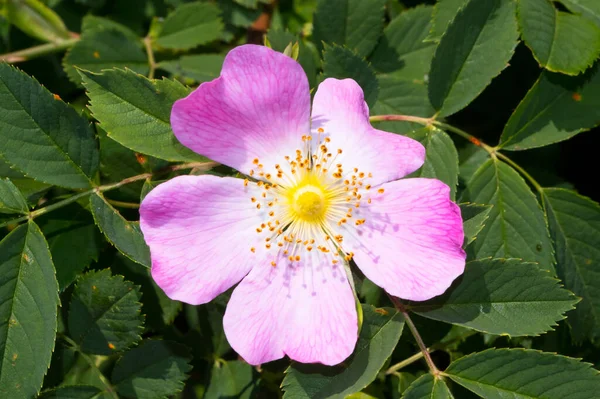 バラのヒップの花のクローズアップビュー この低木の果実と花には治癒効果があります — ストック写真