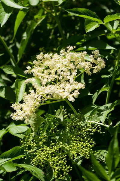 Close-up view of an elderflower. The flowers of this shrub have healing effects.