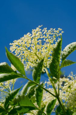 Yaşlı bir çiçeğe yakından bak. Bu çalılığın çiçeklerinin iyileştirici etkileri var..