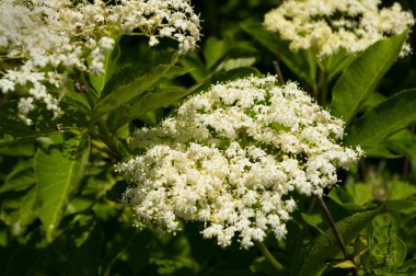 Yaşlı bir çiçeğe yakından bak. Bu çalılığın çiçeklerinin iyileştirici etkileri var..