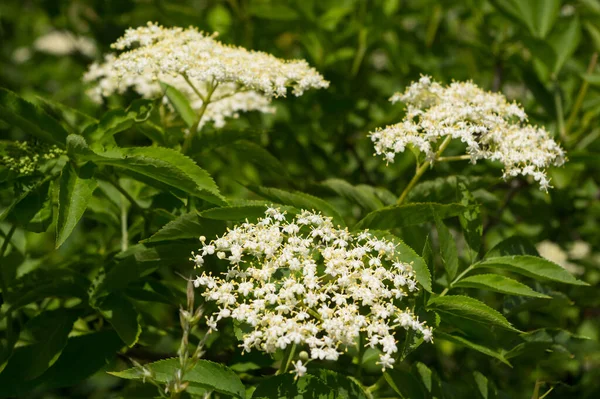 Close-up view of an elderflower.The flowers of this shrub have healing effects.