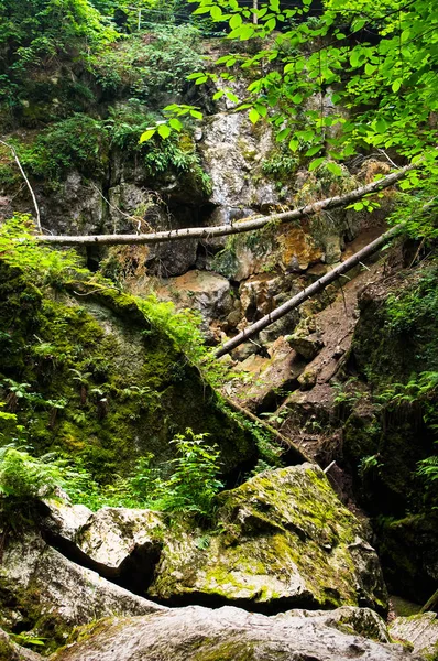 Natural Formation Called Nova Rasovna Sinking Stream Called Bila Voda — Stok fotoğraf