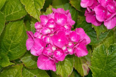 Hydrangea adında popüler bir dekoratif bitki. Çiçeğin yakın görüntüsü.