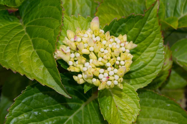 Oblíbená Dekorativní Rostlina Jménem Hydrangea Detailní Pohled Květinu — Stock fotografie