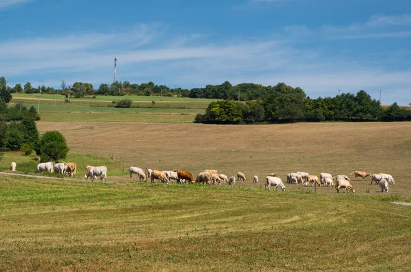 Herd Beef Cattle Graze Pasture Organic Farming Sosuvka Village South — Zdjęcie stockowe