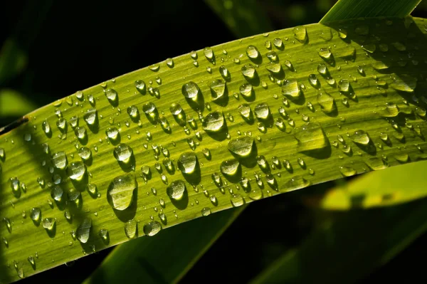 Close View Plant Leaf Covered Drops Rainwater Plant Called Iris — Stock Photo, Image