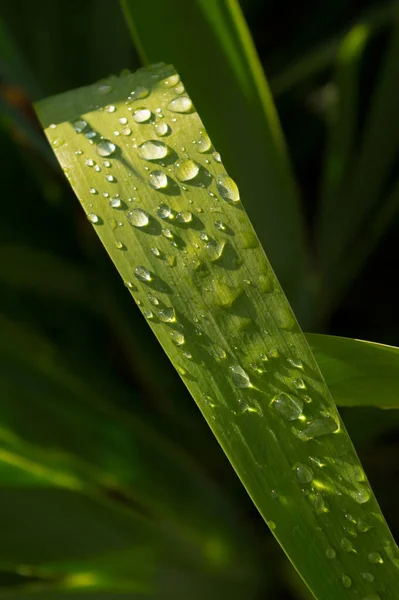 Close View Plant Leaf Covered Drops Rainwater Plant Called Iris — Stock Photo, Image