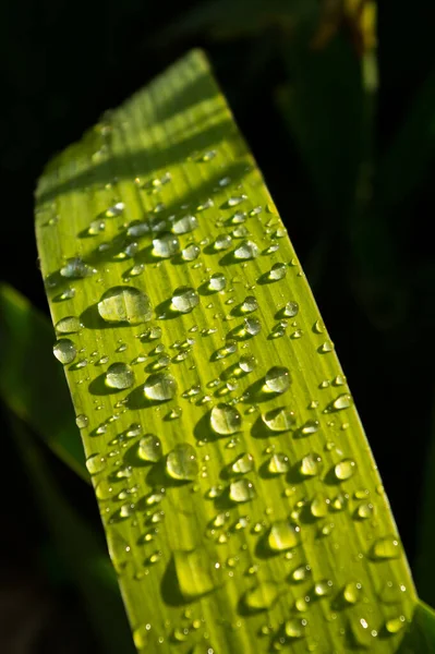 Close View Plant Leaf Covered Drops Rainwater Plant Called Iris — Stock Photo, Image