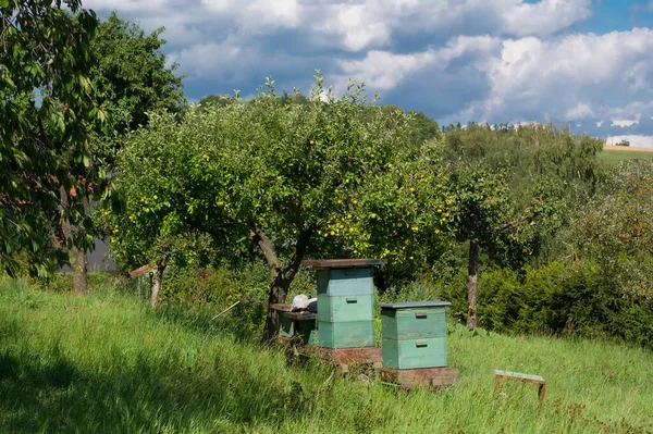 Bee Orchard Equipment Which Bees Kept — Foto de Stock