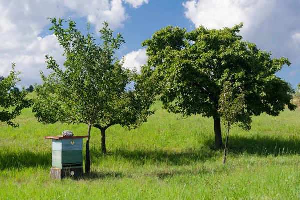 Bee Orchard Equipment Which Bees Kept — Stockfoto