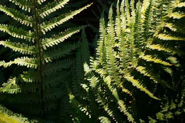 Detailed View Leaves Plant Called Fern Plant Grows Parks Wild — Stok fotoğraf