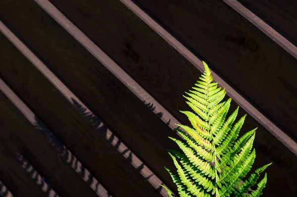Detailed View Leaves Plant Called Fern Plant Grows Parks Wild — Stok fotoğraf
