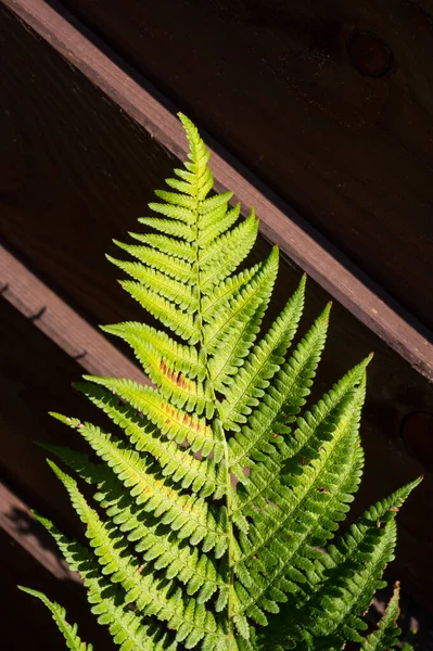 Detailed View Leaves Plant Called Fern Plant Grows Parks Wild — Stockfoto