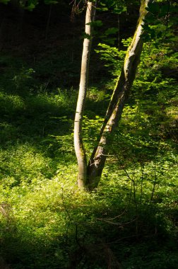 Summer in the Moravian Karst. Typical karst landscape. Detailed view.  Moravian Karst, South Moravia, Czech Republic.