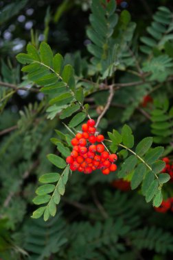 A fruit tree called Rowan. This tree grows in gardens in orchards but also in the wild. Close-up view of fruit.