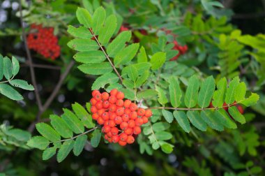 A fruit tree called Rowan. This tree grows in gardens in orchards but also in the wild. Close-up view of fruit.