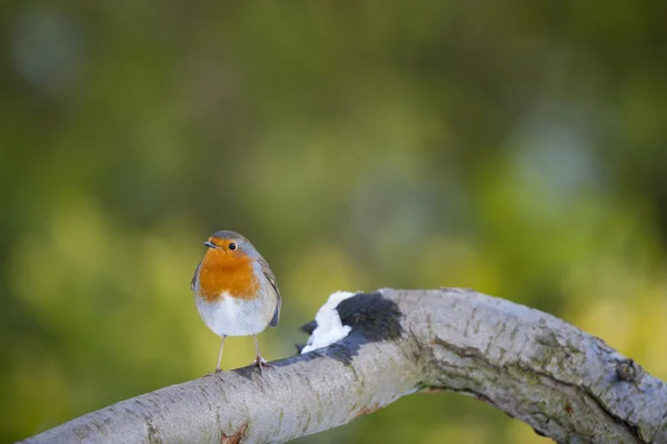 Robin no ramo — Fotografia de Stock