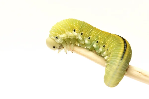 Caterpillar, mosca (cimbex femorata) — Fotografia de Stock