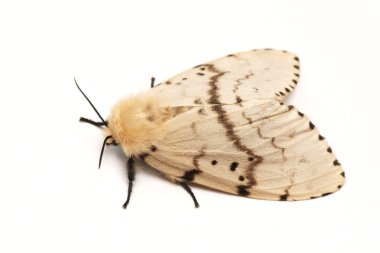 Moth, Brudnice (Lymantria dispar), female clipart
