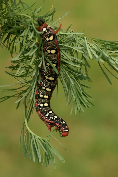 Caterpillar Spurge Hawk-moth (Hyles euphorbiae) in nature — Stock Photo, Image