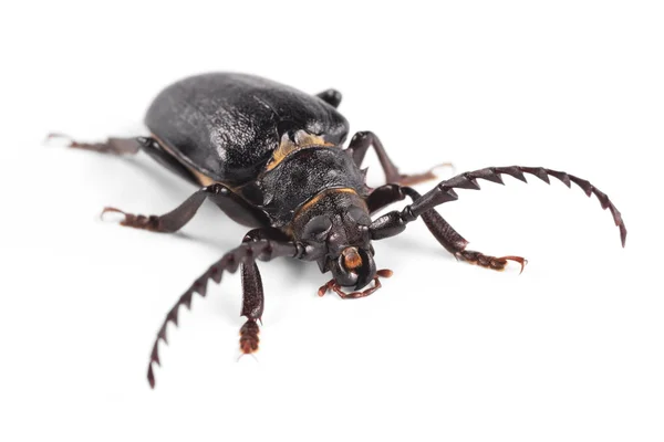 Longhorn beetle, Tanner, Sawyer (Prionus coriarius) — Stock Photo, Image