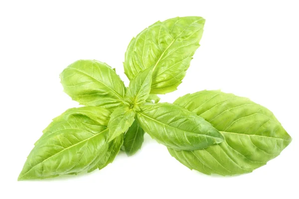 Basil, leaves on a white background — Stock Photo, Image