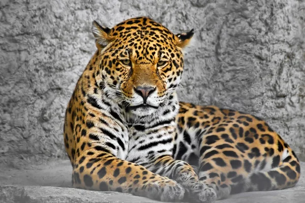 Jaguar (Panthera onca), gato em uma gaiola, fotografia através dos bares — Fotografia de Stock