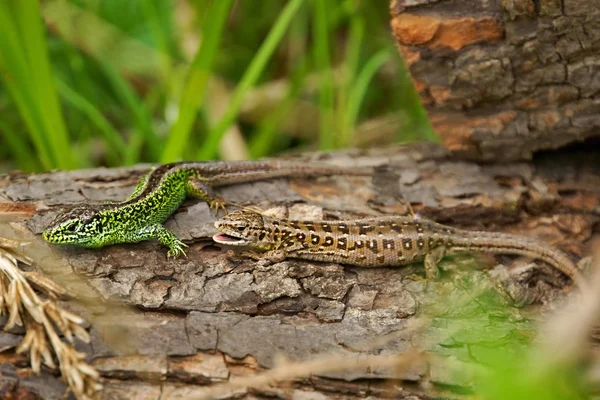 kum kertenkele (lacerta agilis), erkek ve dişi çiftleşme renkler içinde