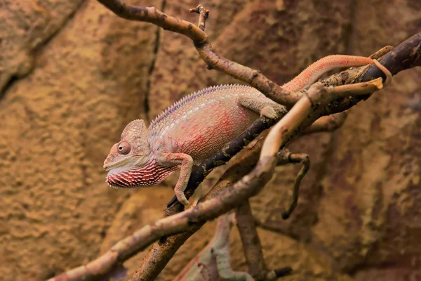 Chameleon obrovský nebo oustalet (furcifer oustaleti), muž — Stock fotografie