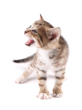 30 gün eski meowing kedicik