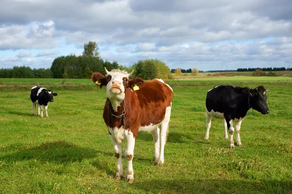 Vaches, trois vaches au pâturage — Photo