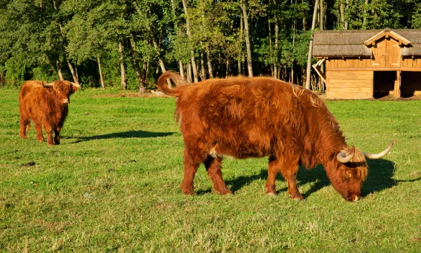 Cows, red Highland cattle (Scottish Gaelic) on the pasture — Stock Photo, Image
