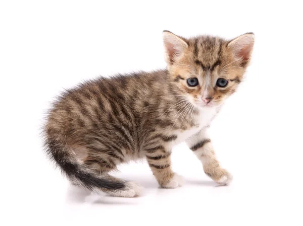 Little 30 day old kitten — Stock Photo, Image
