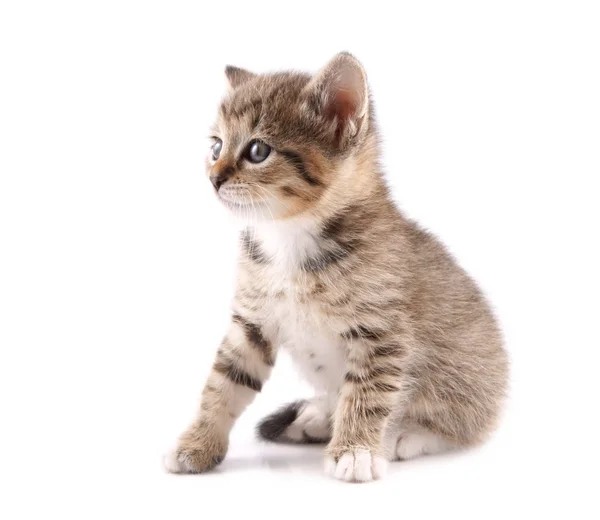 Little 30 day old kitten — Stock Photo, Image