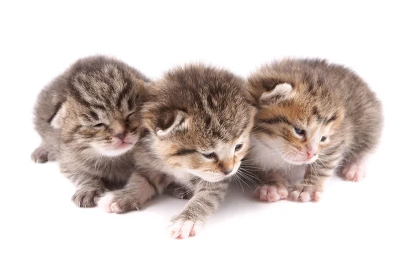 Little 10 day old kittens — Stock Photo, Image