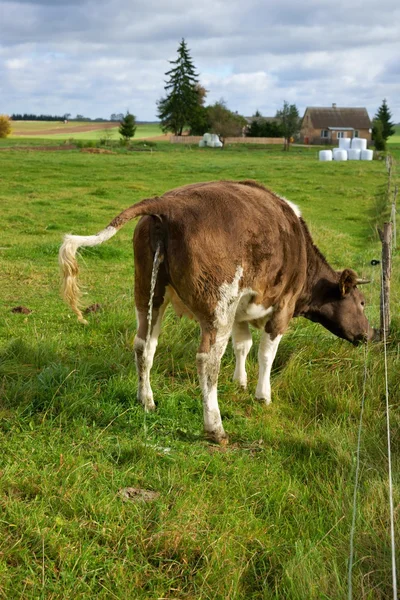 Vache au pâturage — Photo