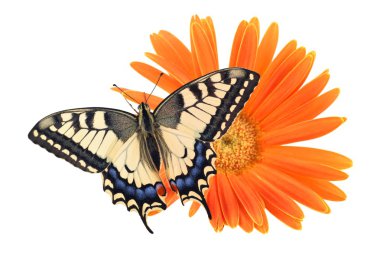Eski Dünya (papilio machaon) swallowtail kelebek