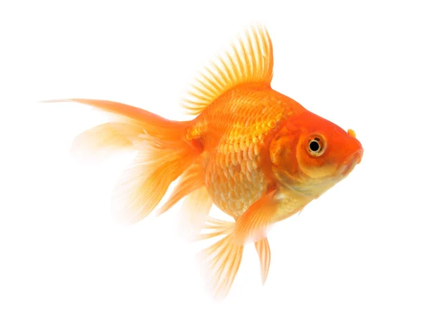 Goldfish em um fundo branco — Fotografia de Stock