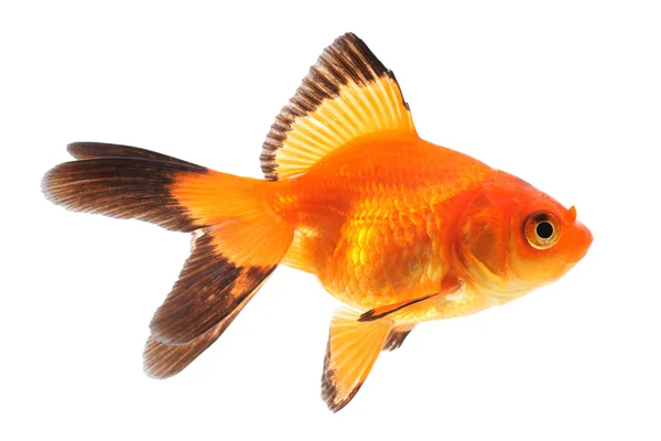 Beyaz bir arka planda Goldfish — Stok fotoğraf