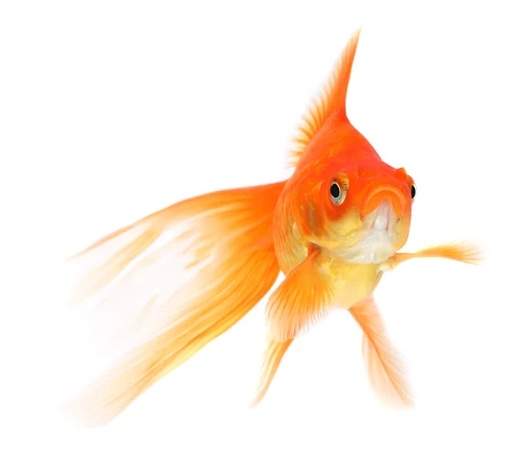 Goldfish em um fundo branco — Fotografia de Stock