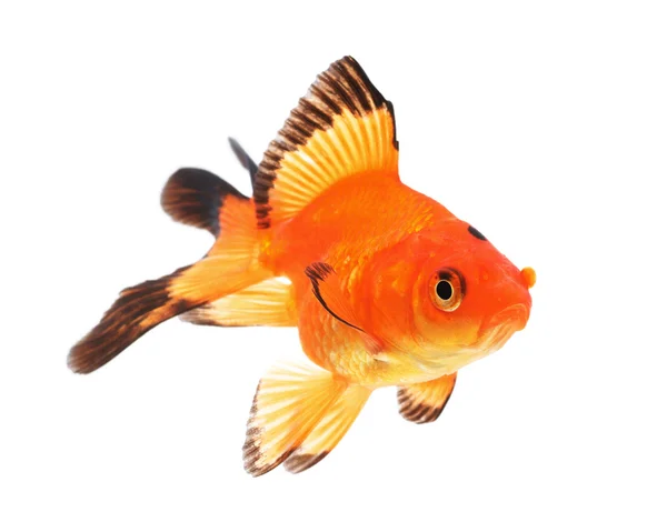 Goldfish on a white background — Stock Photo, Image