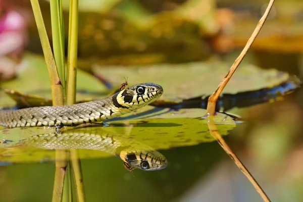 Grass Snake (Natrix natrix) on the leaves of Water Lilies and an insect on the head — Stock Photo, Image