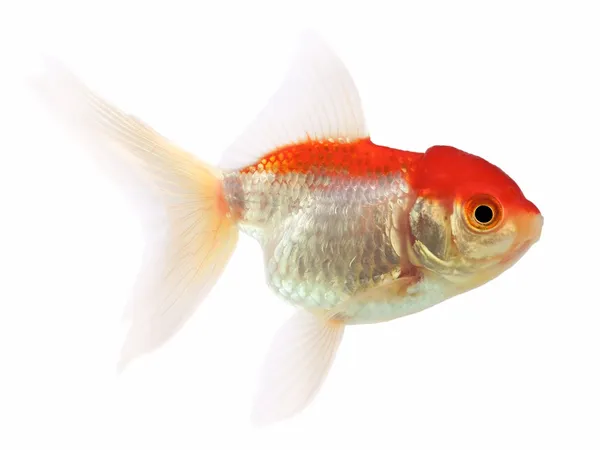 Goldfish (Carassius auratus), Lionhead pada latar belakang putih — Stok Foto