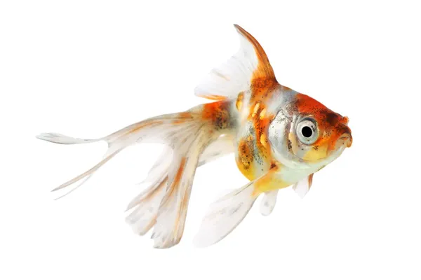 Peixe-dourado (Carassius auratus), Shubunkins — Fotografia de Stock