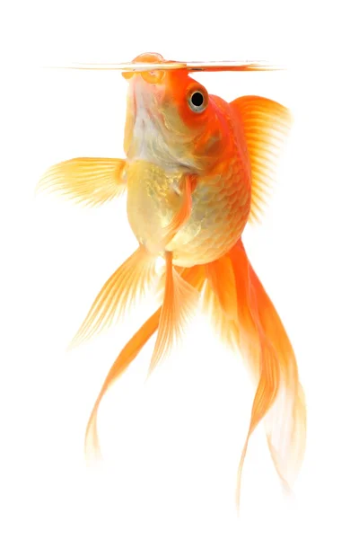 Goldfish with an open snout on white background — Stock Photo, Image